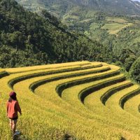 Tour Du Lịch Hoàng Su Phì 2 Ngày 1 Đêm6