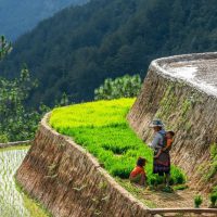 Tour Du Lịch Hoàng Su Phì 2 Ngày 1 Đêm7