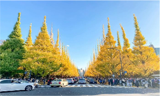 Tour du lịch Cung đường vàng Nhật Bản 6 ngày 5 đêm8