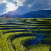 Tour Du Lịch Hoàng Su Phì 2 Ngày 1 Đêm